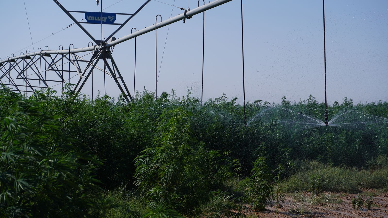 Industrial hemp field under a Valley center-pivot irrigation system
