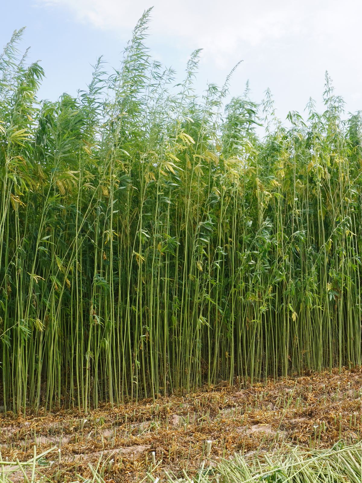 Industrial hemp standing crop before harvesting