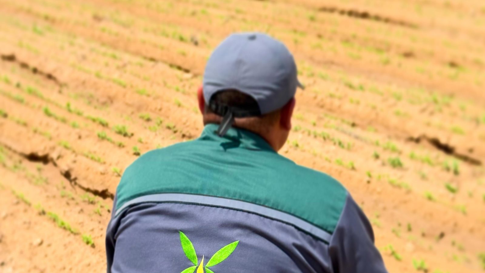Сотрудник Hemp Farm на засеянном поле, май 2026