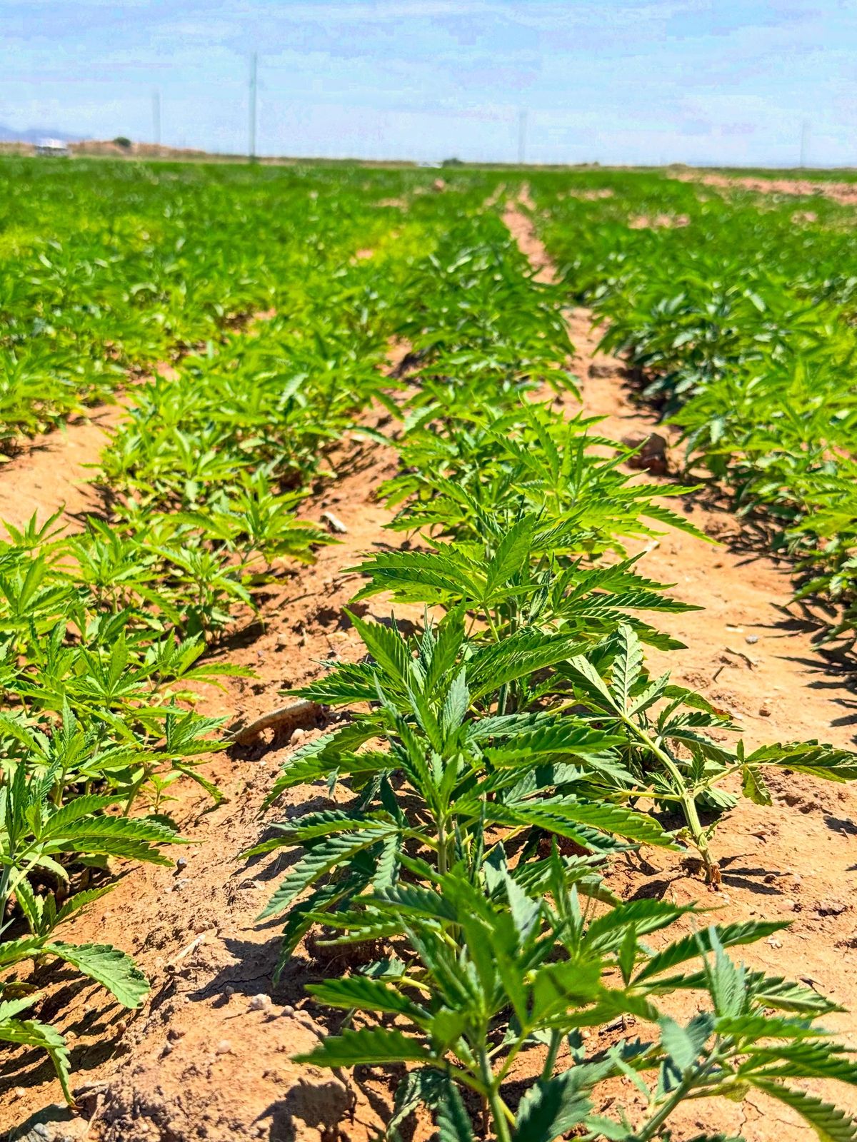 First seedlings in rows